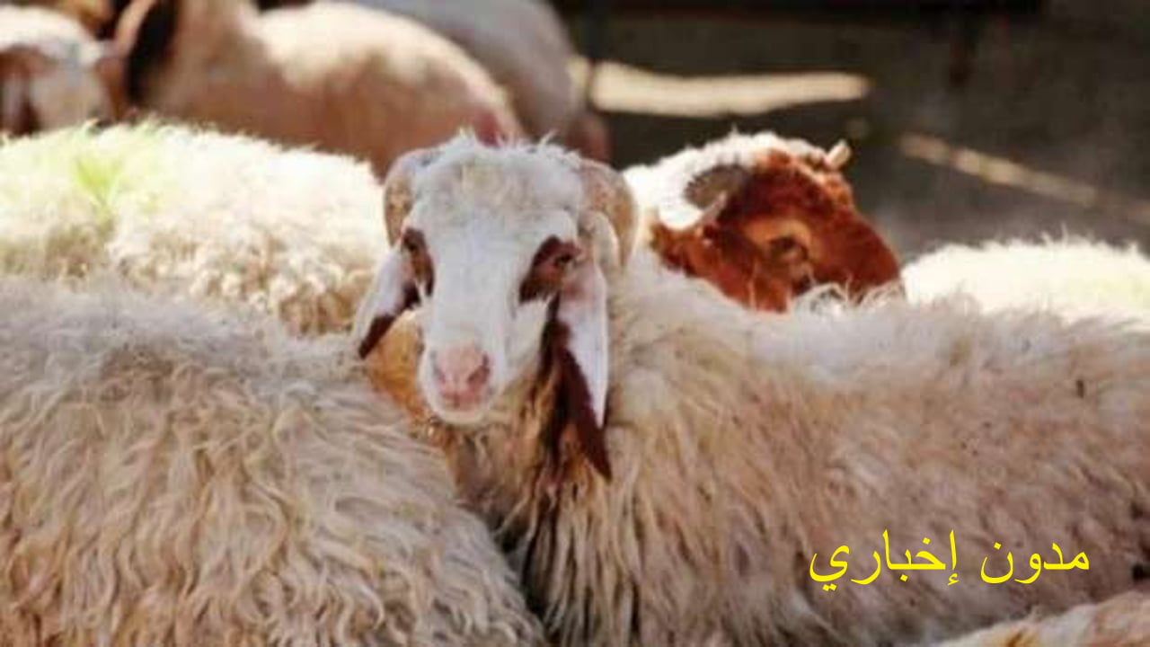 أسعار الأضاحي العجول البقري والجاموسي والخرفان مع اقتراب عيد الأضحى