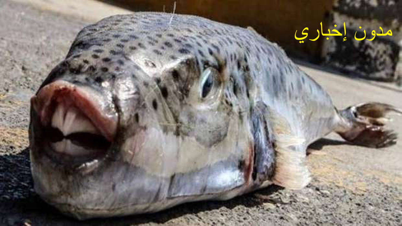 الصحة تحذر من تناول سمكة الأرنب السامة وخطورتها على الإنسان