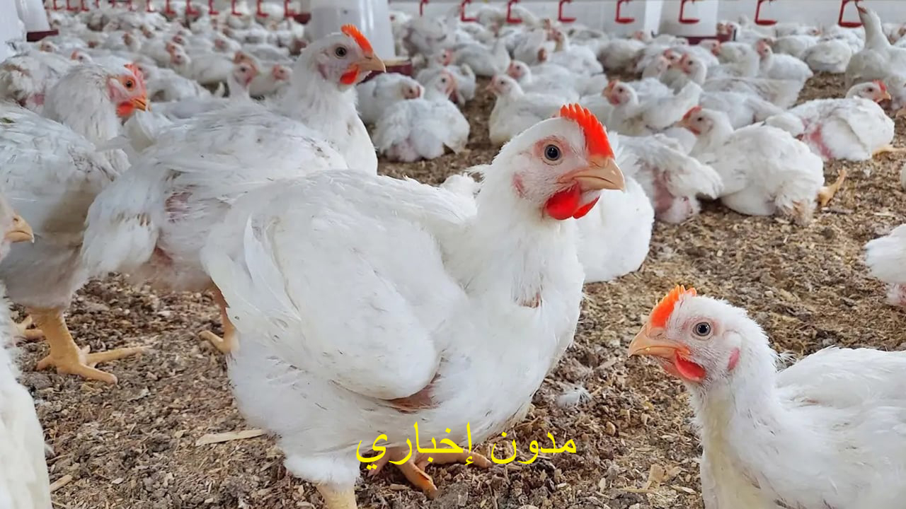 تراجع خفيف في سعر الدجاج اليوم في مصر الجمعة قبل العيد