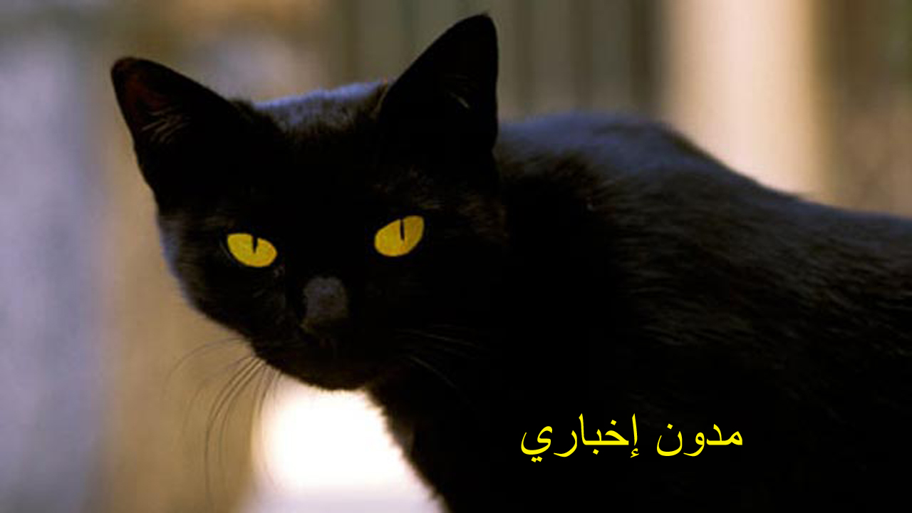 تفسير رؤية القطة السوداء في الحلم لابن سيرين والنابلسي للمتزوجة والمطلقة والعزباء