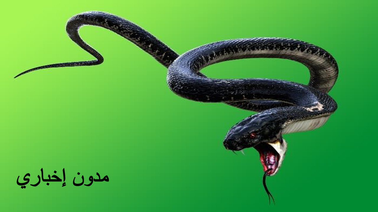 كل ما تريد معرفته عن تفسير حلم الثعبان الأسود صغير أو كبير للعزباء والمتزوجة