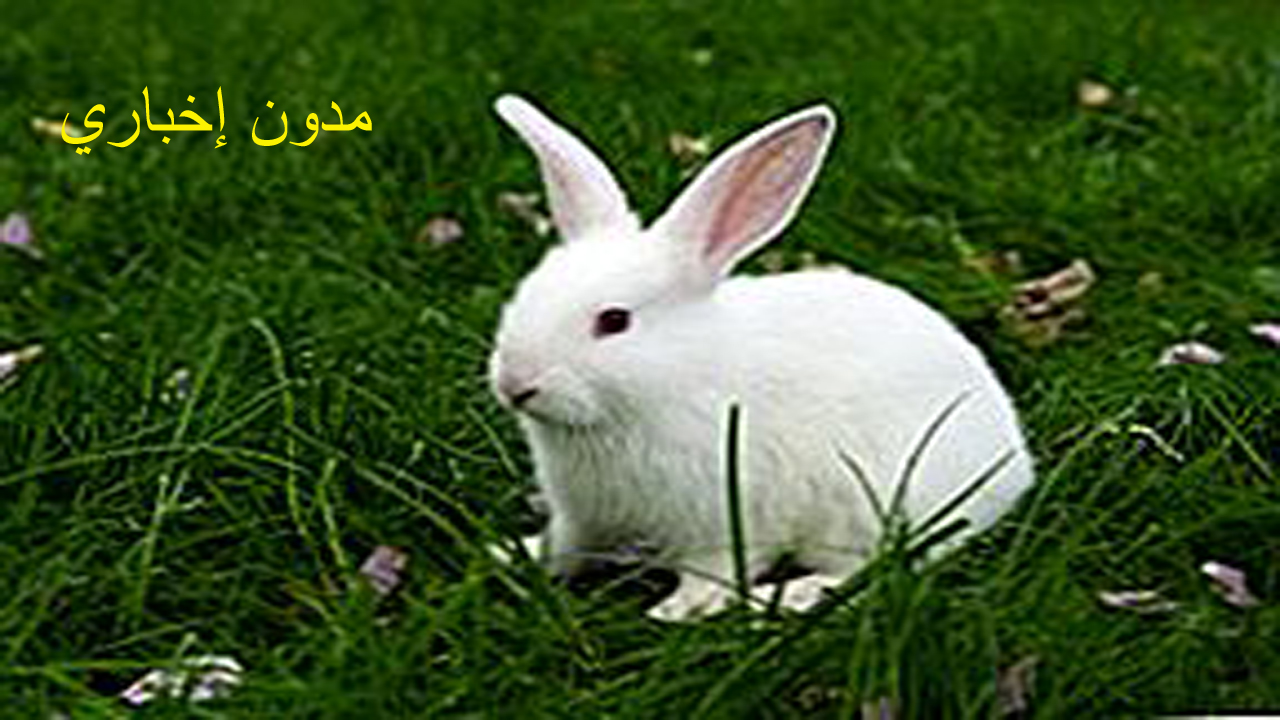 تفسير رؤية الأرنب في المنام والتأثير الإيجابي الذي يمكن أن يكون له على الربح والتوسع