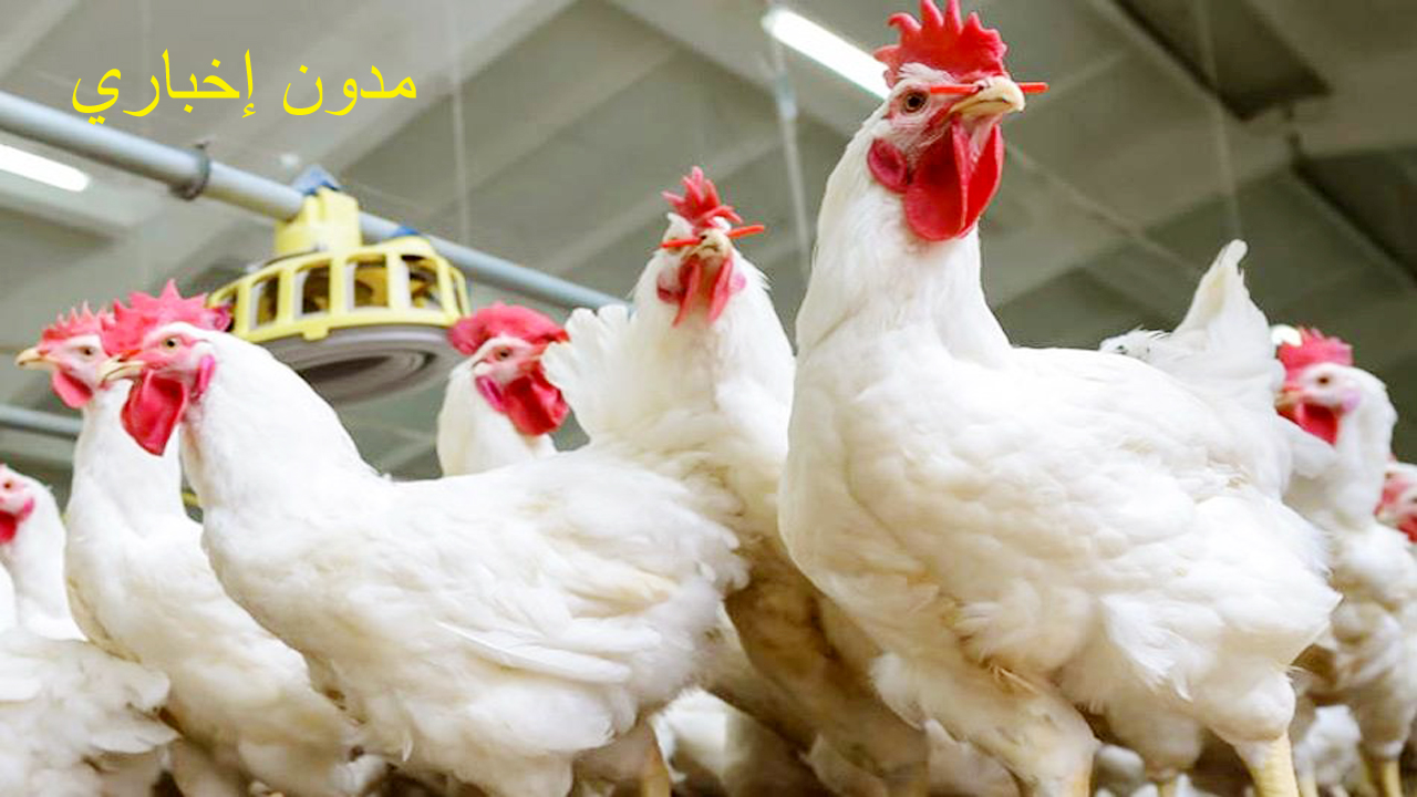توقعات اسعار الفراخ البيضاء غدا واستمرار الانخفاضات