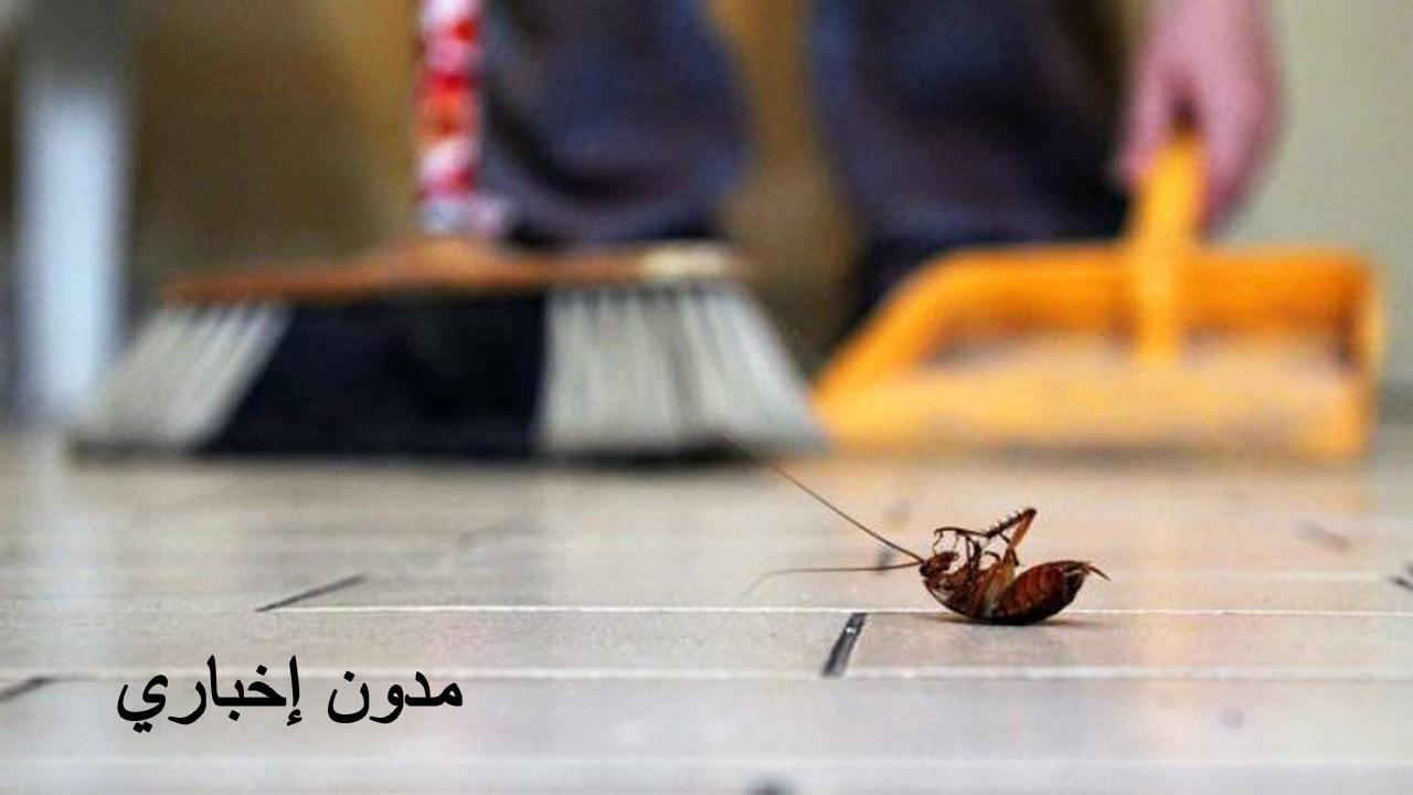 طرق فعالة للتخلص من الصراصير بشكل نهائي