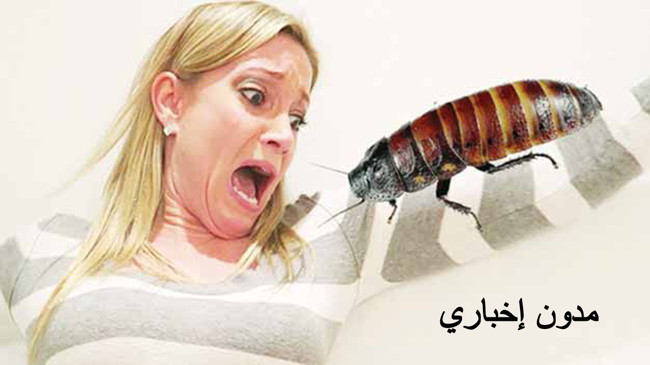 تفسيرات وتحليلات: ماذا يعني رؤية الصراصير في المنام وعلاقته بالاعداء والمشاكل