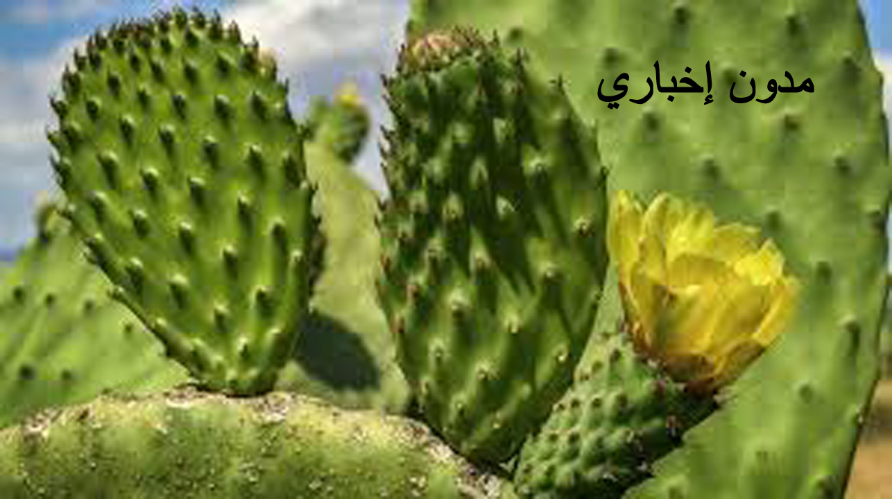 تفسير رؤية الصبار في المنام للمتزوجة والعزباء وعلاقته بقوة العزم