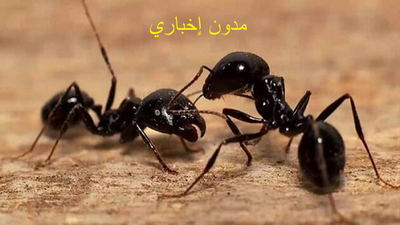 تفسير حلم النمل الأسود في المنام الصغير والكبير لكبار علماء التفسير