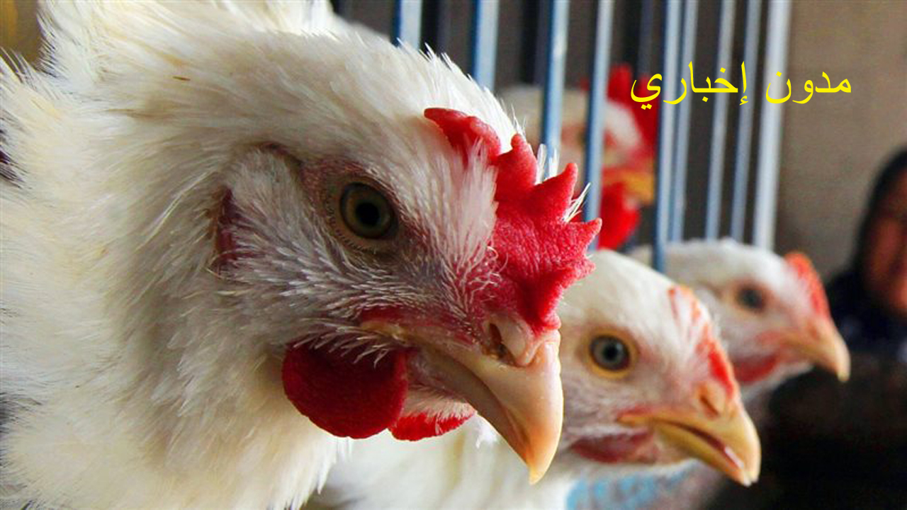 تفسير حلم أكل الفراخ في المنام ترمز إلى الفوائد والرزق والعديد من الخيرات