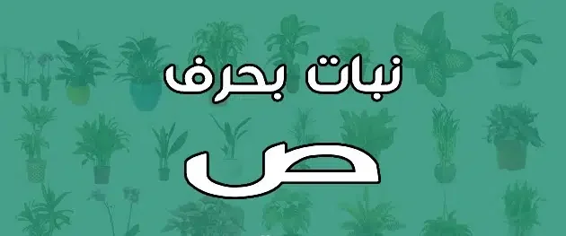 أسماء نبات بحرف الصاد