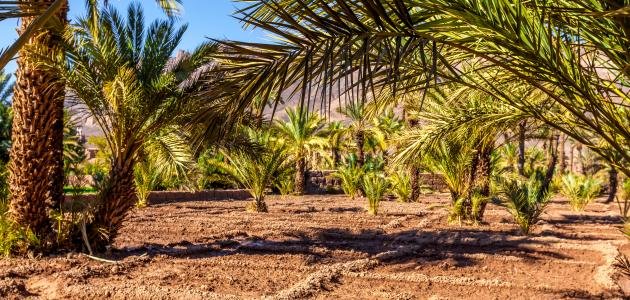 خطوات فصل فسائل النخيل لتحقيق الإكثار